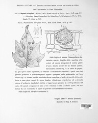 Stagonospora atriplicis image